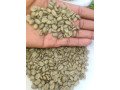 top-quality-ugandan-robusta-and-arabica-coffee-beans-contact-27719755564-small-1