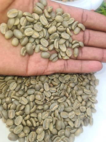 top-quality-ugandan-robusta-and-arabica-coffee-beans-contact-27719755564-big-1