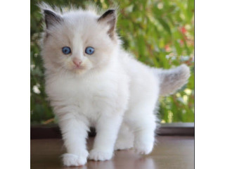 Adorable Ragdoll kittens looking for a good and caring home.