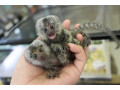 male-and-female-marmoset-monkeys-available-small-0