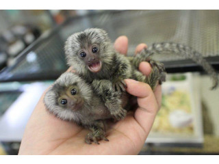 Male and Female Marmoset Monkeys Available