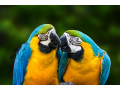 trusted-macaw-breeders-buy-parrots-worldwide-small-1