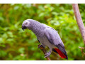 trusted-macaw-breeders-buy-parrots-worldwide-small-0