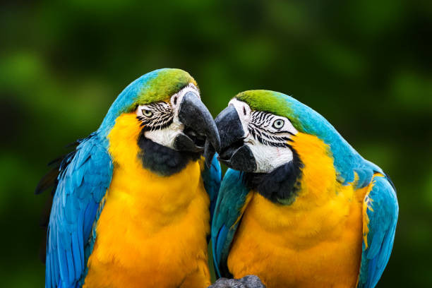 trusted-macaw-breeders-buy-parrots-worldwide-big-1