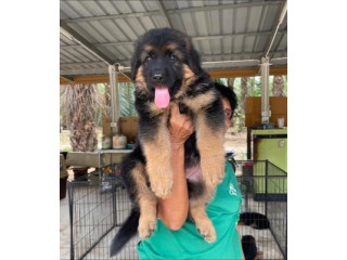 German Shepherd Puppies  for adoption