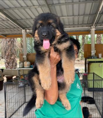 german-shepherd-puppies-for-adoption-big-0