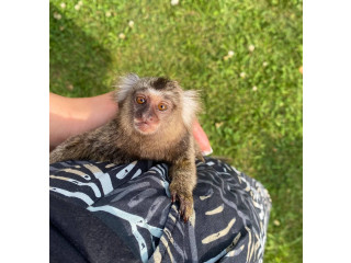 Pretty capuchin monkey home for sale