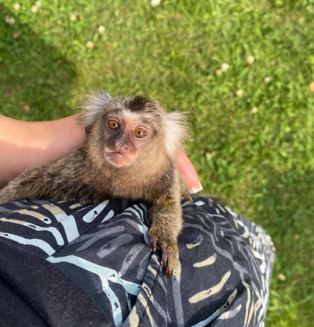pretty-capuchin-monkey-home-for-sale-big-0